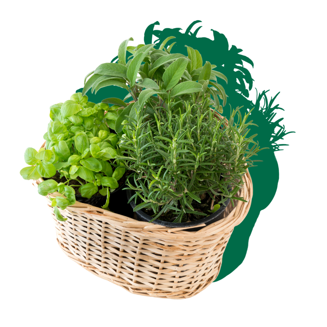 Plantes aromatiques