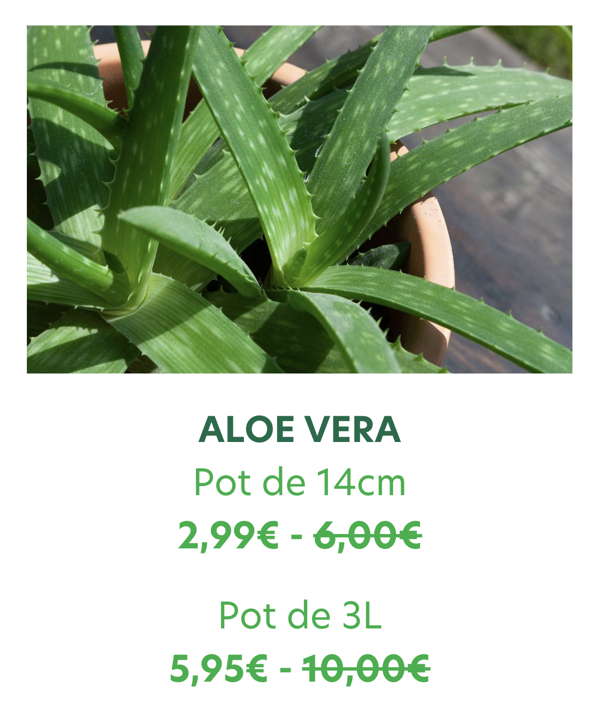 aloe vera