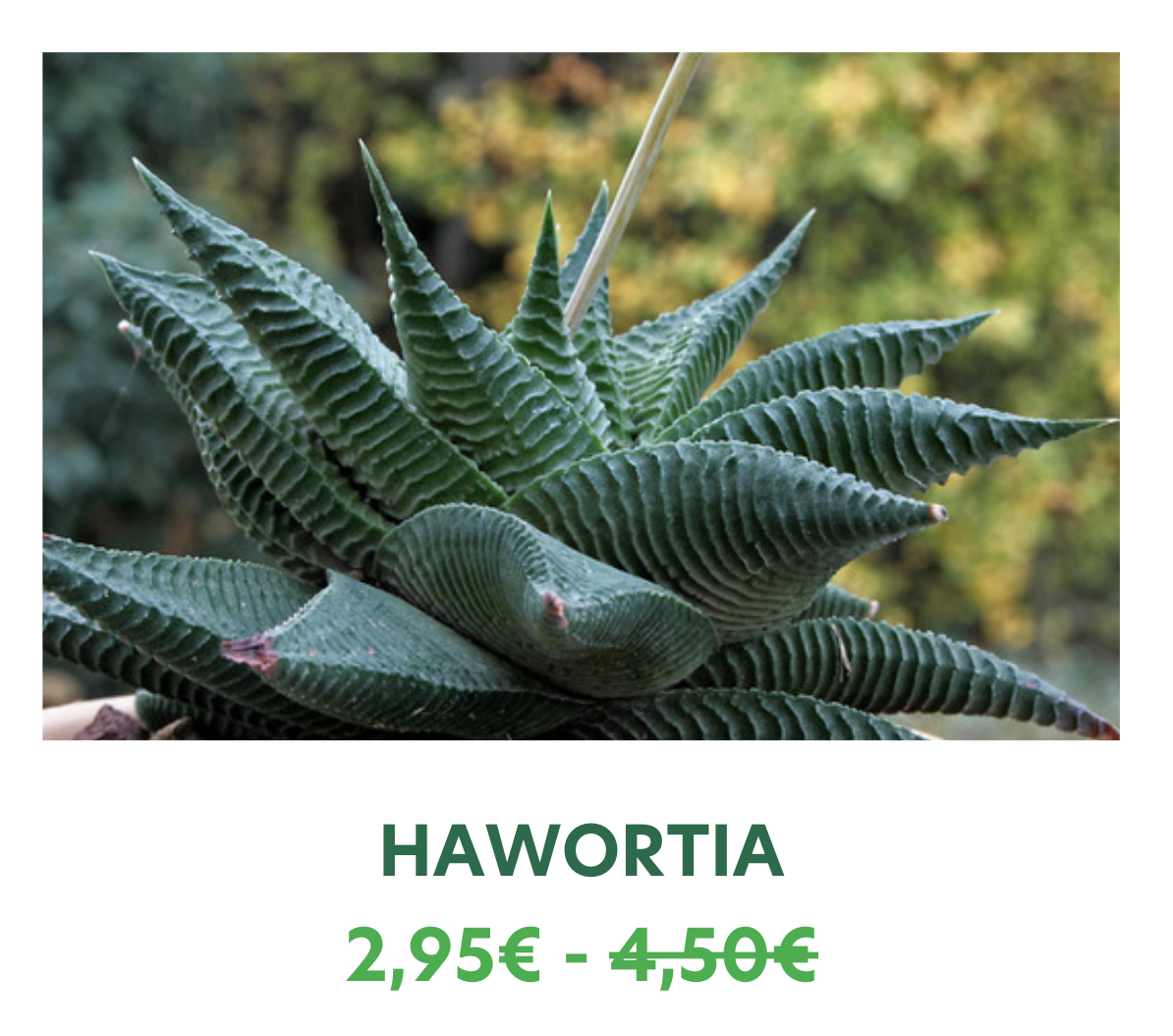 hawortia