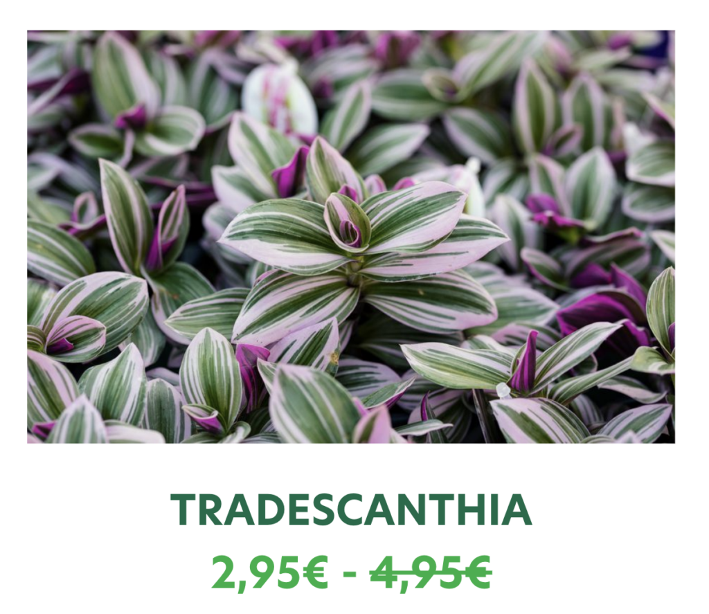 tradescanthia