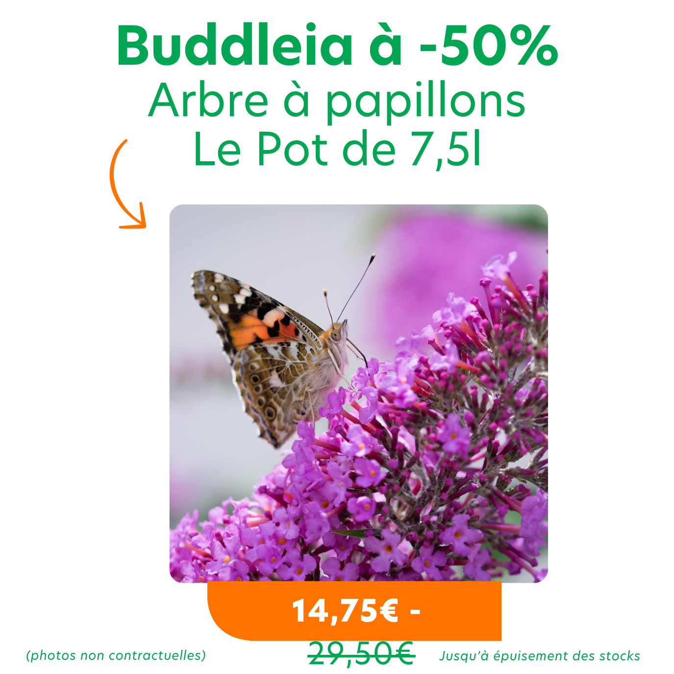 Offres_promotions du moment 2 buddleia