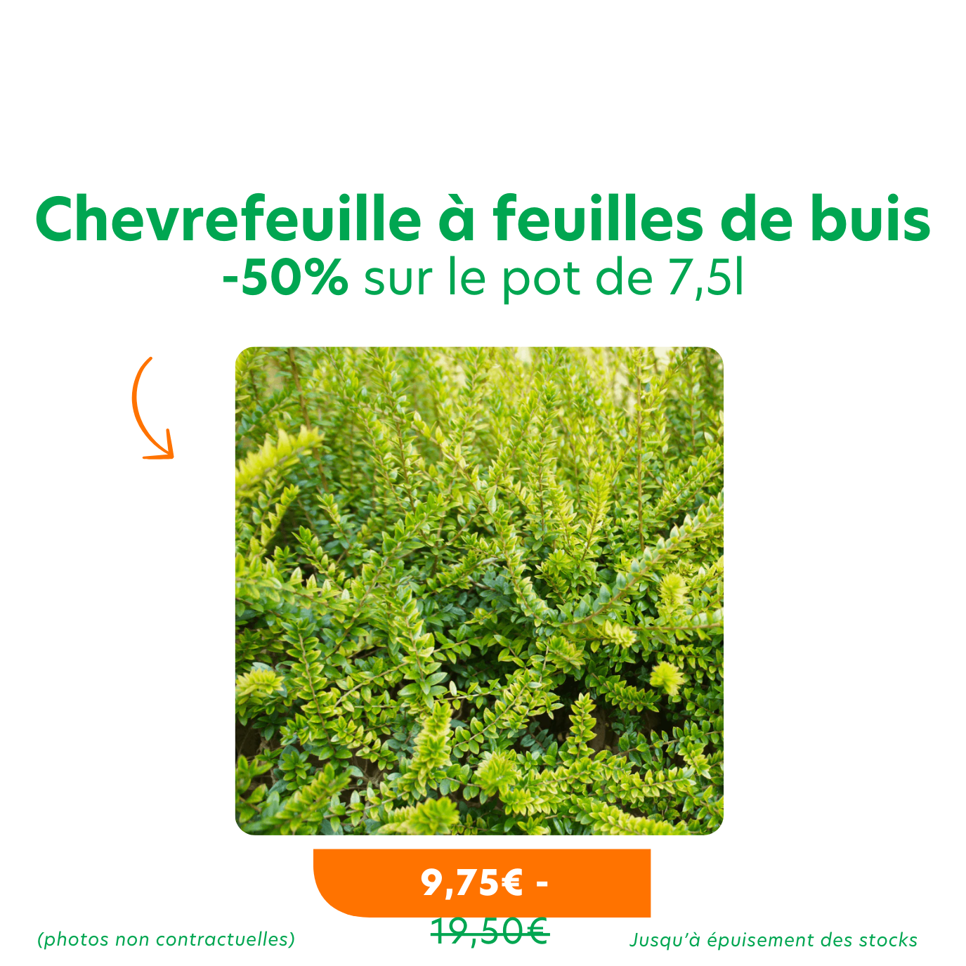 Offres_promotions du moment 2 (3) chèvrefeuille