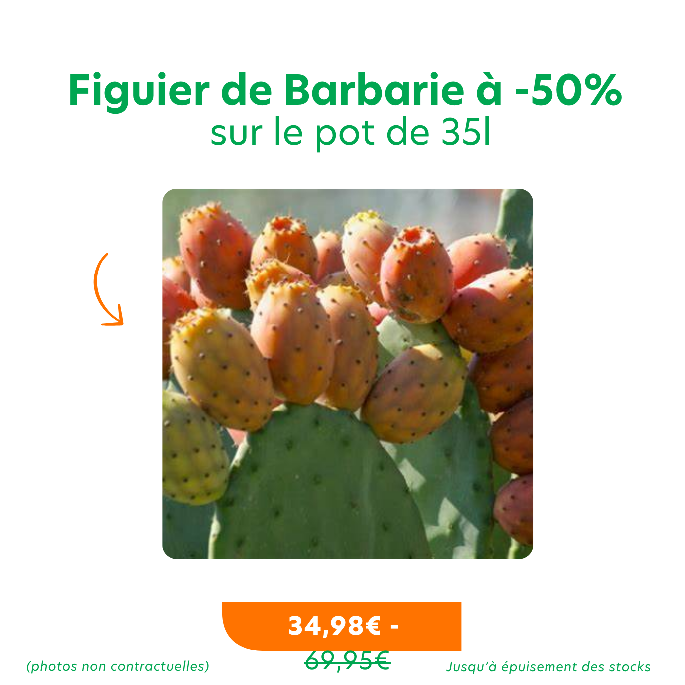 Offres_promotions du moment 2 (4) figuier