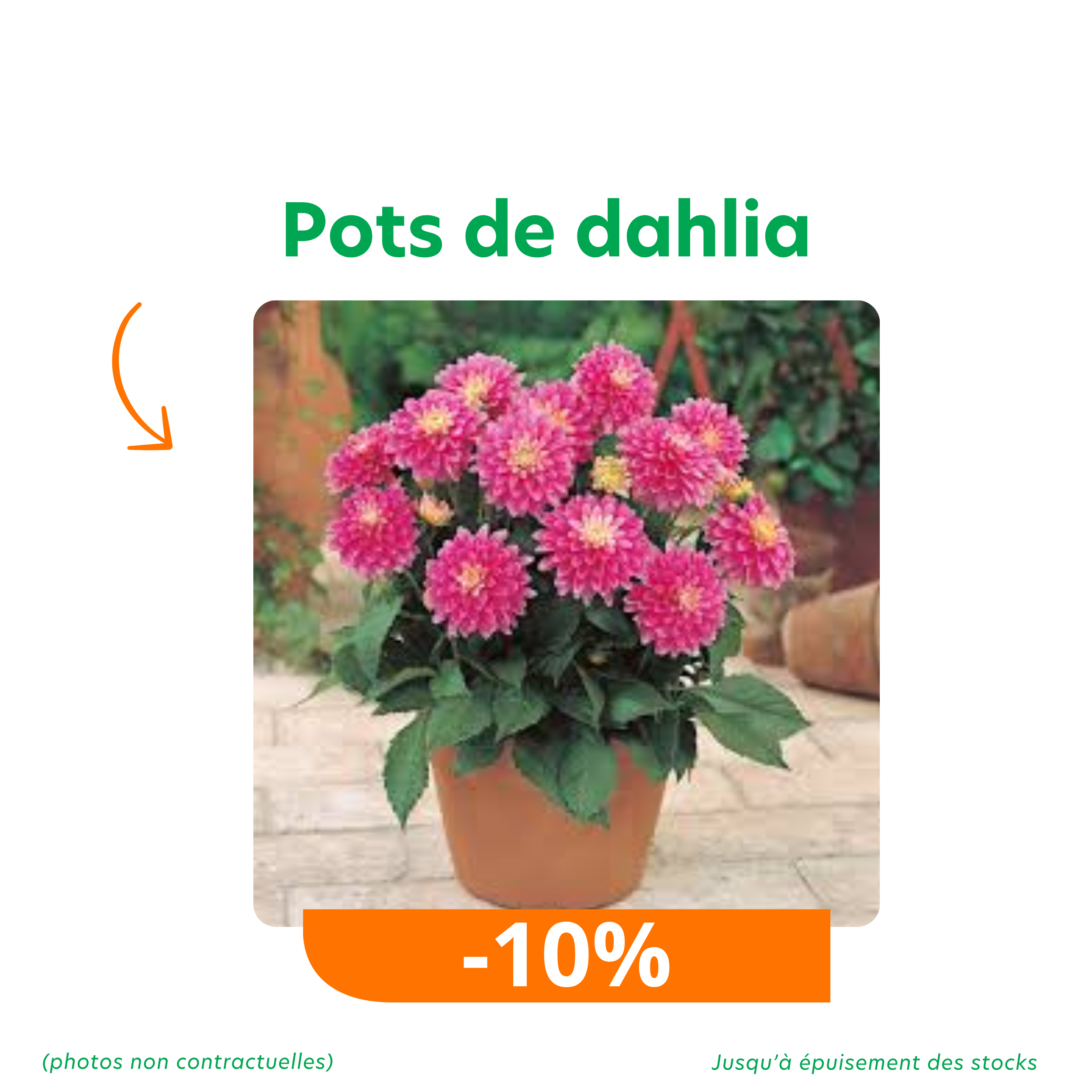 Offres_promotions du moment 2 pots de dahlia