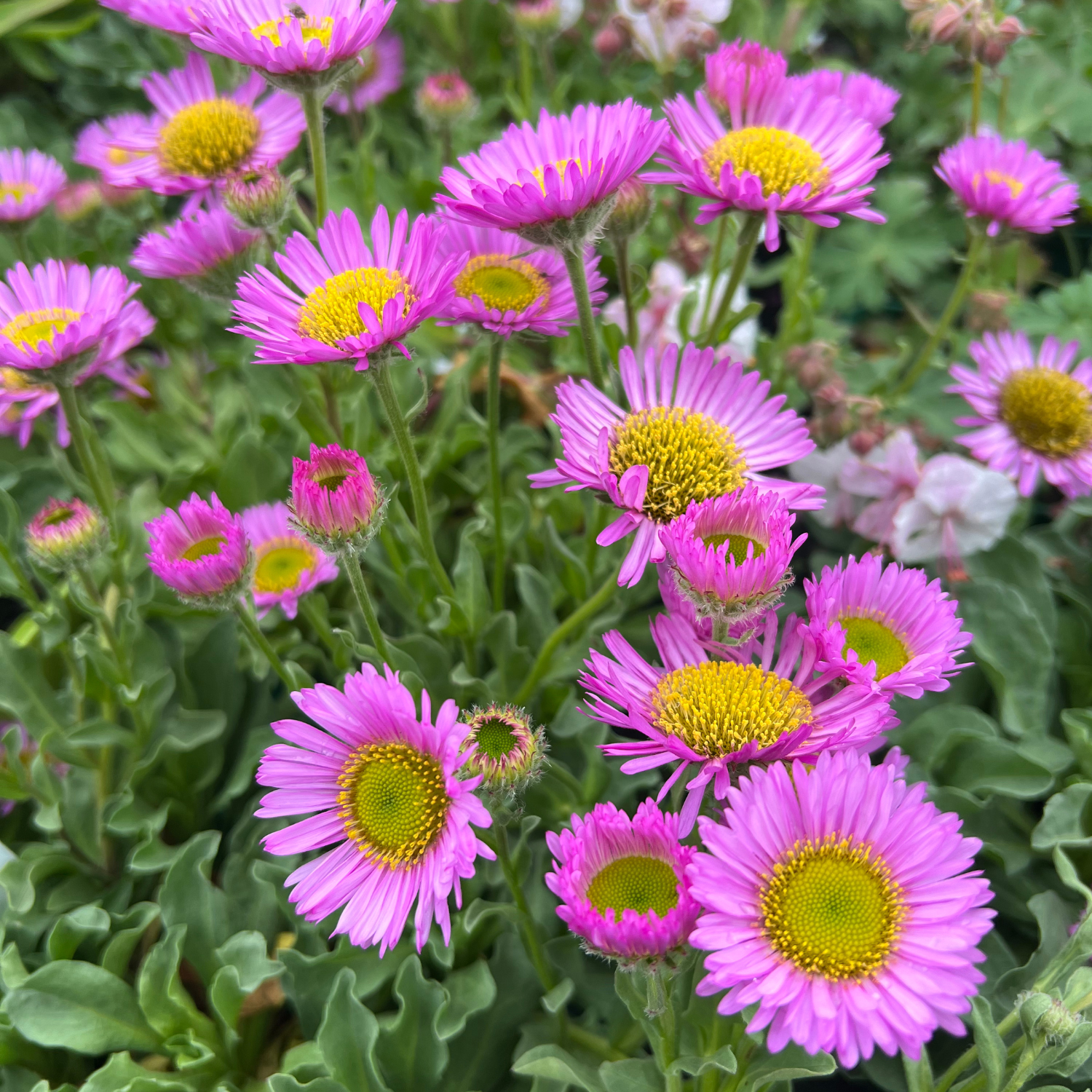 Photos Horticat (3)