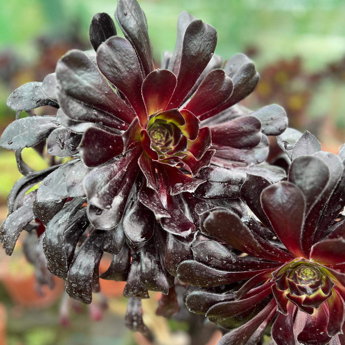 Photos Horticat (4)