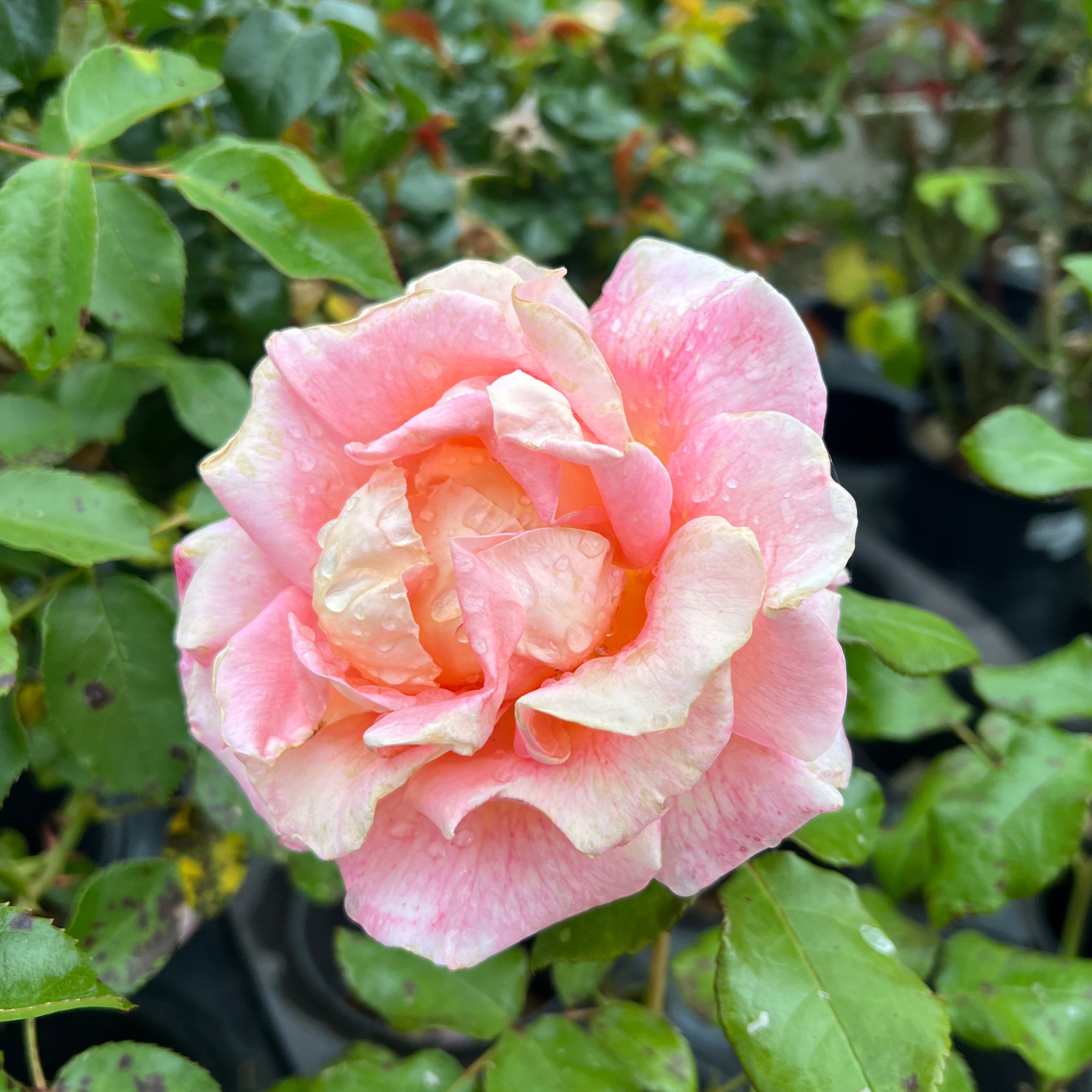 Photos Horticat (6)